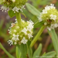Spermacoce verticillata L.